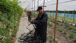 Простые шпалеры для ежевики в теплице. Экономично и просто.