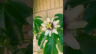 Passion Fruit Flowers: simplistic beauty 😍 #passionfruit #flowers #succulents #naturewalk #plants