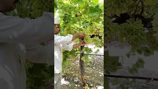 #कष्टाळू शेतकरी #द्राक्ष #अंगूर #grape #शेतकरी #शेती #