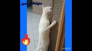 شاهدوا قطي voir mon chat