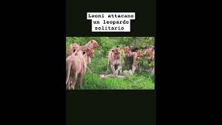 leoni attaccano un leopardo solitario  #leopardo #leone #wildanimals #krugerpark