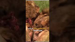 Stealing from lions #animalshorts  #lion #kenya