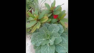 Kitchen Garden