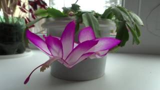 Декабрист. Shhlumbergera buckleyi