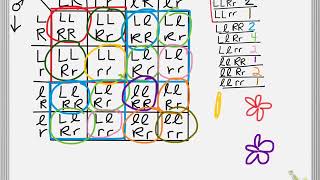 bio 4-2 dihybrid punnett squares