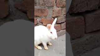 Rabbits Love