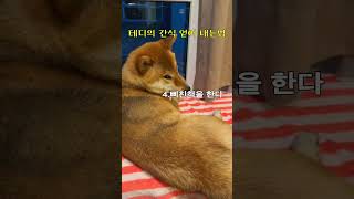 시바의 간식 먹는법 #시바이누 #shibainu