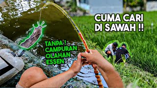 UMPAN PALING GAMPANG! Tanpa Olahan atau Campuran dan Cuma Cari di Sawah!