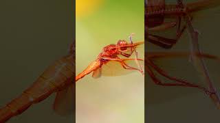 A flame skimmer. Did you know #dragonflies predate dinosaurs? Amazing creatures. #wildlife #nature