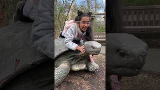 Got a new pet😍                       #shorts #zoo #newjersey#viral #youtubeshorts #tortoise #pets