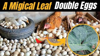 How i use CocoYam leaves to boost Egg production and Growth for turkeys, chicken and poultry birds