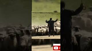 Are you a GOAT or a SHEEP, watch this video and find out #trending #koinonia #greatchuck