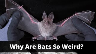 Bats Are Even Stranger Than You Think