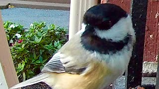 Wild birds feeding in the Autumn