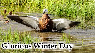 Sunny Mid-Winter Day, Many Birds #4k #birds #birdsong #newzealand #nature