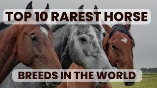 TOP 10 RAREST HORSE BREEDS IN THE WORLD. #top #10 #horse #breeds #world #animal