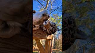 HUGE Jaguar & Lion! STUNNING