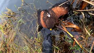 Harris Hawk catching crow & water Ren #18