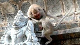 Mana throws a baby down from a height of 11 meters, in fact a video of a monkey's heart falling