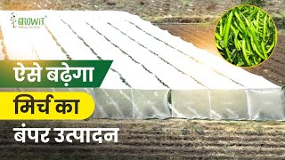 How to Increase Yield | Chilli farming | farmers feed back | GROW Fabric Cover | growit