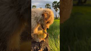 Wow Cutest Puppy and Duck #puppy #viral #viralvideo #trending #trendingshorts #shorts #shortvideo