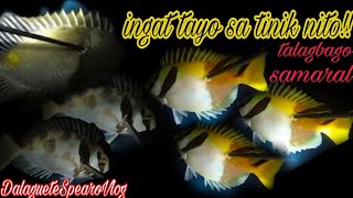 EPISODE 50 : INGAT TAYO SA TINIK NG MGA ISDANG TO, SAMARAL AT TALAGBAGO|NIGHT SPEARFISHING|FISHING