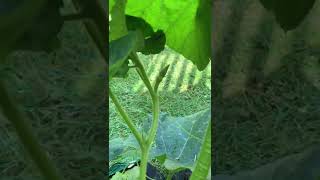 Zucchini and Cucumber are Growing! September 18, 2022 #shorts