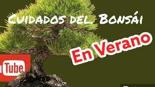 Cuidados de los Bonsáis en Verano