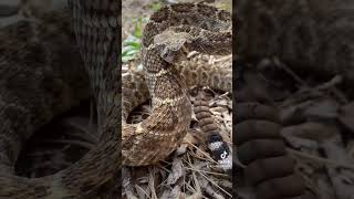 #creepycrawly #shorts #rattlesnake Western Diamondback Rattlesnake (Crotalus atrox)