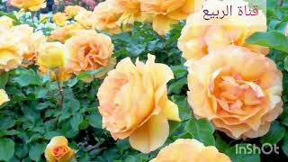 كيف تجعل زهور الورد الجوري يزهر عندك بغزاره طول الوقت. (Rosa damascena ) اسرار المشاتل