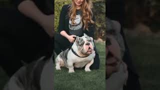 Exotic American bully #shorts