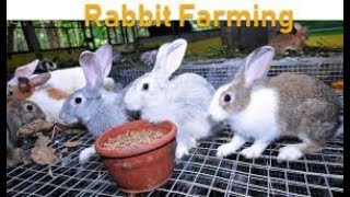 Best quality Rabbits in Hyderabad-Suraram-genuine price