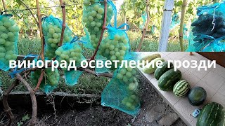 осветление грозди + арбузы