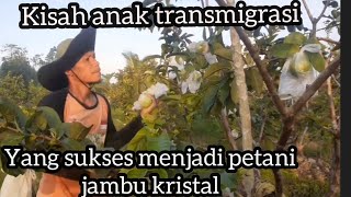 PAK ARUL PETANI SUKSES BUAH ORGANIK TRANSMIGRASI 1993 DI KALIMANTAN