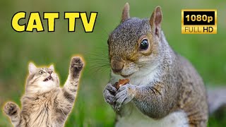 Cat TV: Videos for Cats 😺 1 Hour of Squirrels 🐿️ Ep. 34