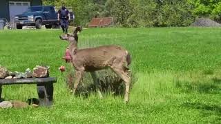 Arrow-injured deer found