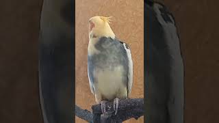 Angry Cockatiel bird