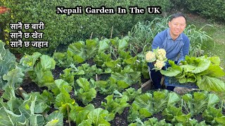 Nepali Garden in UK | Self sufficient Small Kitchen garden | Spring Harvest | Nepali Family UK