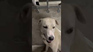 Dog 😱 scared 🤪