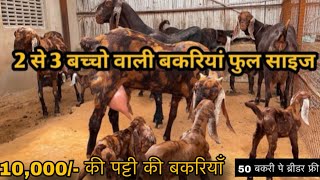 ₹10000@How to start goat/farming |(@India’s largest goat farming)@Shree goat farm