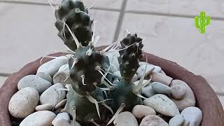 Тефрокактус папирусный. Tephrocactus papyracanthus.