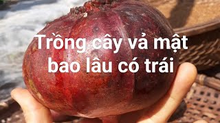 Trồng cây vả mật bao lâu có trái