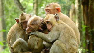 Really special the Sovana family relax at the midday together and poor monkey Candy hugs with warmth