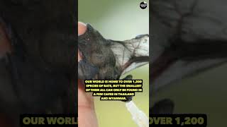 The bumblebee bat is the world's smallest mammal | #viral #explore #shorts #discovery #amazingfacts