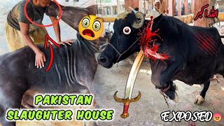 Big Buffalo Slaughter House | Anari Qasai 2024 | Slaughter House In Pakistan 😱 Full Exposed 😠