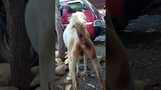 kambing Banci... langka...