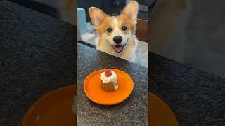 Get Ready to Fall in Love with the Most Adorable Corgi!