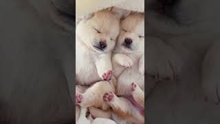 Sleeping twins💋 #trending #puppy #viralvideo #cute #animals #dog #pets #love #funny #cutedog