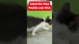 SIKUCING KECIL MAU MASUK RUMAH NGGAK BISA #Shorts