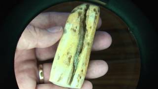 Petrified Wood Artistry: Polishing Petrified Driftwood How To Polish Petrified Wood